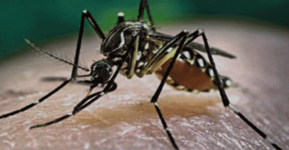 বৃষ্টিতে ডেঙ্গু পরিস্থিতি অবনতির আশঙ্কা