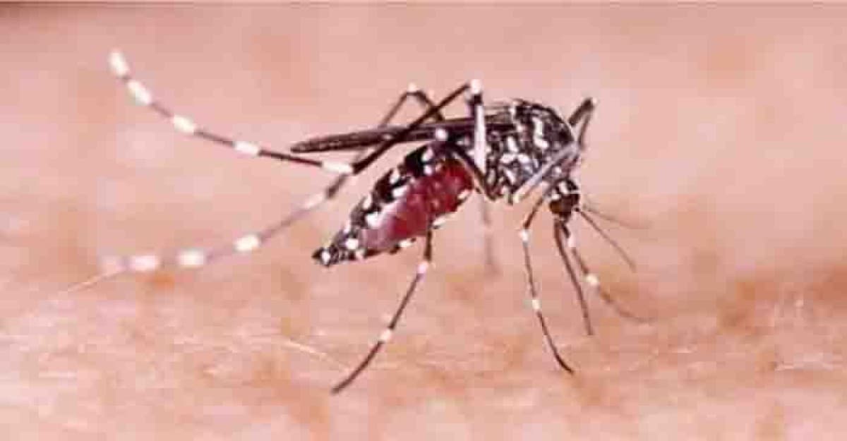 ডেঙ্গুতে আরও ১৩ জনের প্রাণহানি, হাসপাতালে ২৭৪২