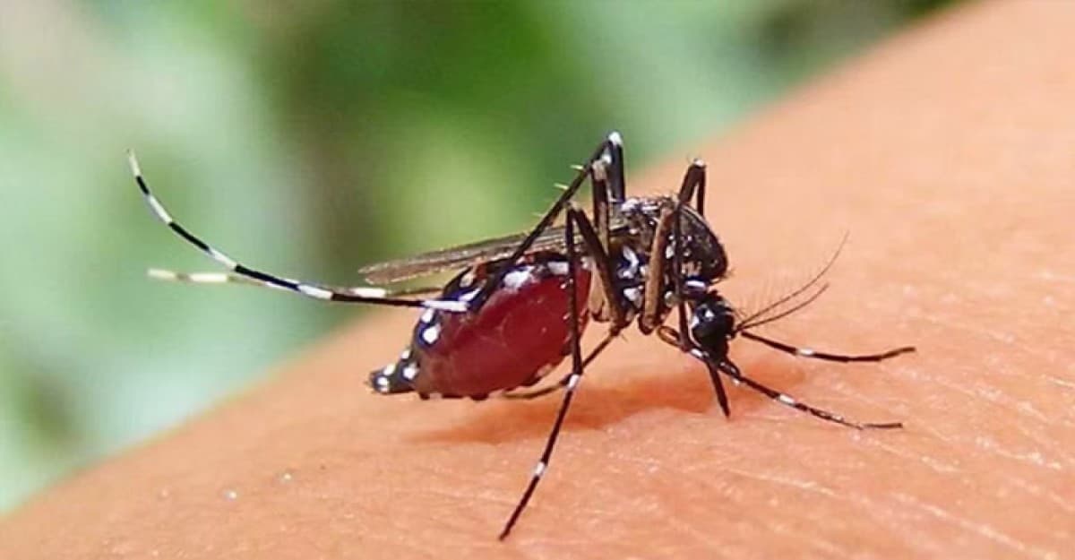 একদিনে ডেঙ্গুতে আরও ১৩ জনের মৃত্যু, হাসপাতালে ভর্তি ১৯৮৩