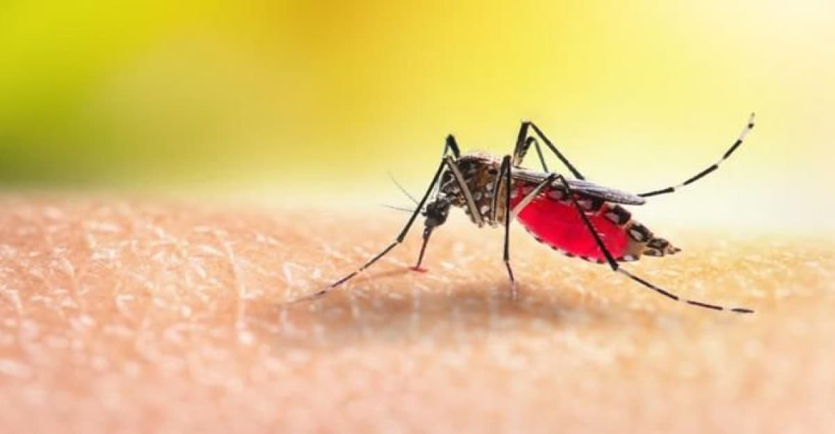 একদিনে ডেঙ্গুতে আরও ৮ জনের প্রাণহানি