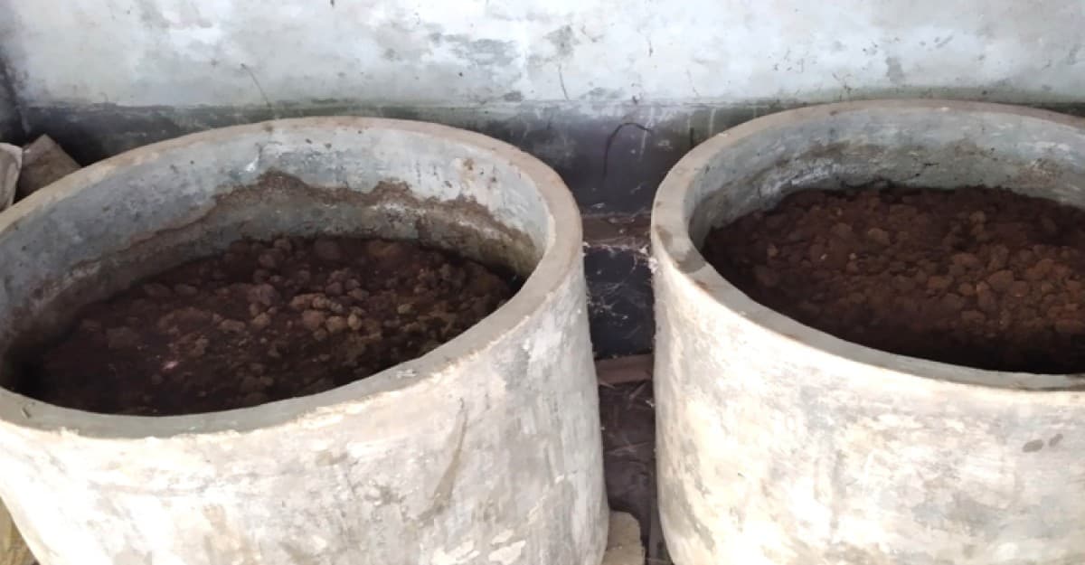 ঘোড়াঘাটে কৃষি জমিতে বাড়ছে কেঁচো কম্পোস্ট সারের ব্যবহার