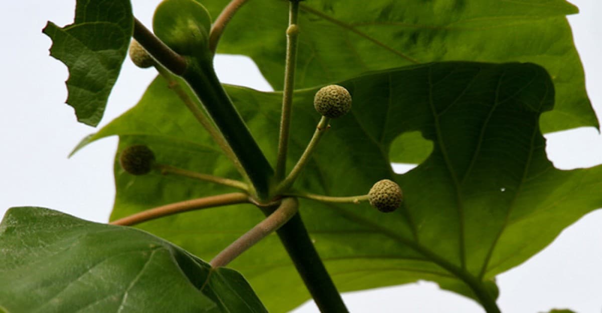 কারাম পর্ব উৎসব পালন উপলক্ষে মেতে উঠেছে সমতলের আদিবাসীরা