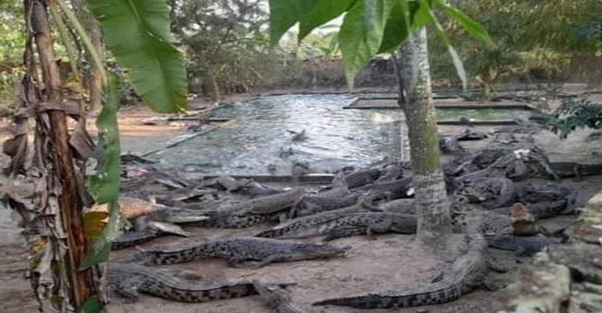 ভালুকায় ৩৮ কোটি টাকায় বিক্রি হয়ে গেল আলোচিত কুমিরের ফার্ম