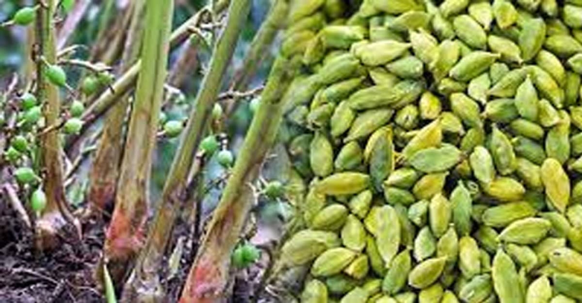 বাড়ির টবে চাষ করুন সুগন্ধি মশলা এলাচ, হবে বাম্পার ফলন