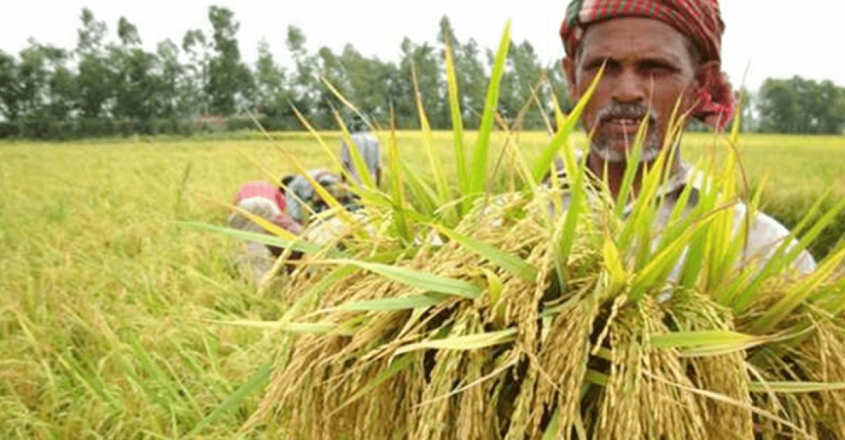 দেশে ধান উৎপাদনে সর্বোচ্চ রেকর্ড