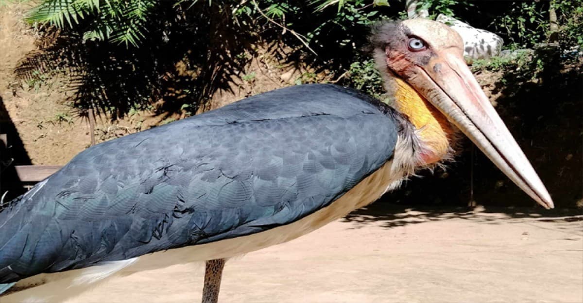 জুড়ী থেকে বিপন্ন পাখি মদনটাক উদ্ধার