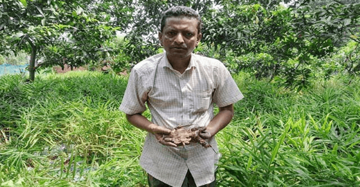 নওগাঁয় বস্তা পদ্ধতিতে আদা চাষে নতুন সম্ভাবনা