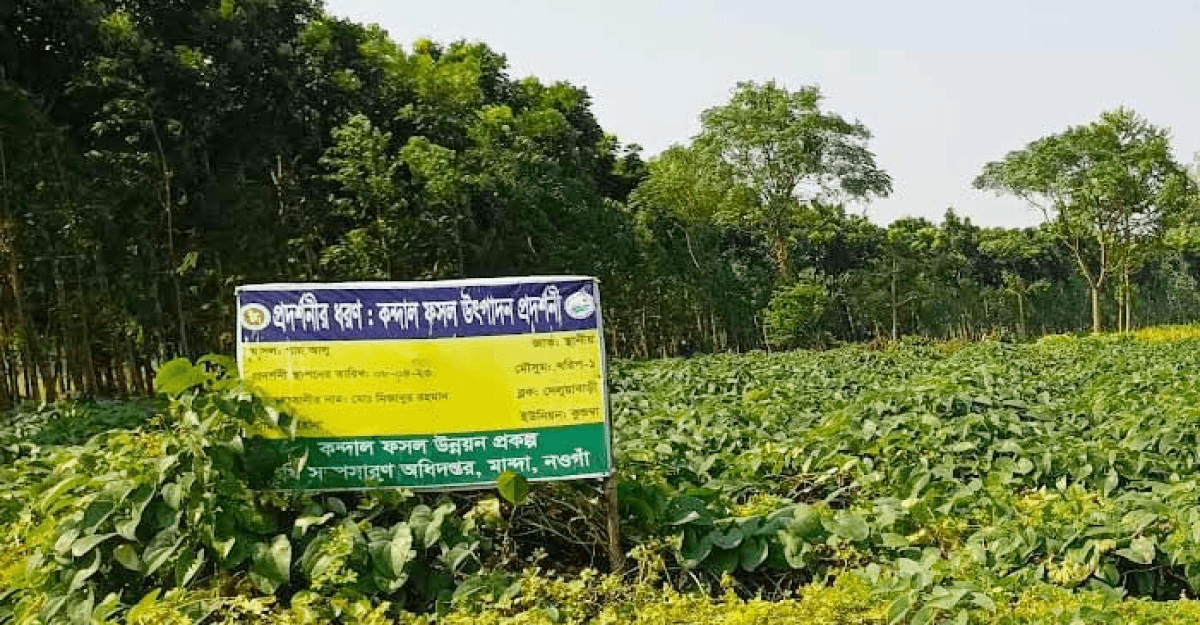 নওগাঁয় কন্দাল ফসল গাছ আলুর বাণিজ্যিক চাষ