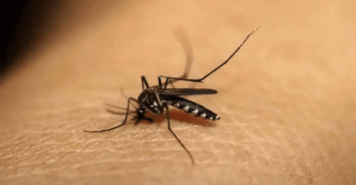 ডেঙ্গুতে আরও ২ জনের প্রাণহানি