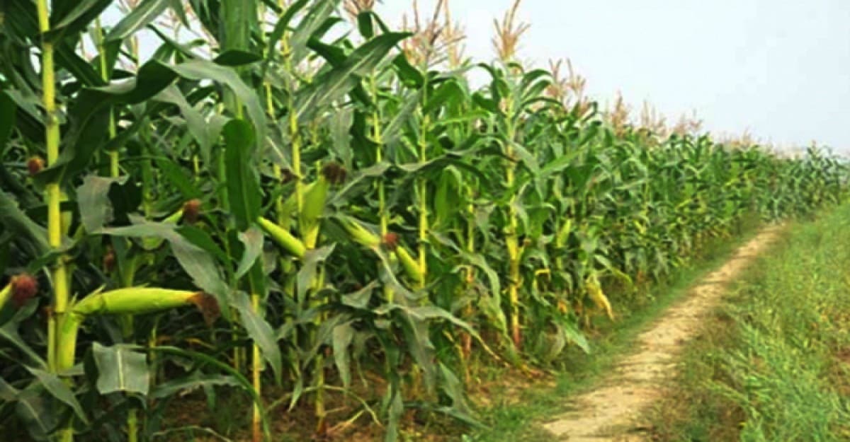 জীবননগরে ভুট্টাক্ষেত থেকে শিশুর গলাকাটা মরদেহ উদ্ধার