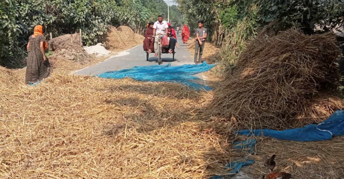 বেড়ায় রাস্তা দখল করে চলছে ধান মাড়াই