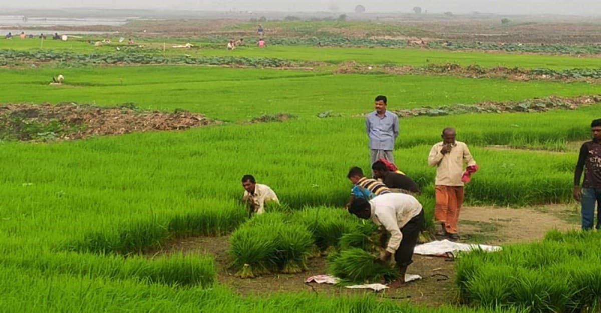 শ্রীনগরে আগাম ধানের চারা রোপণ শুরু