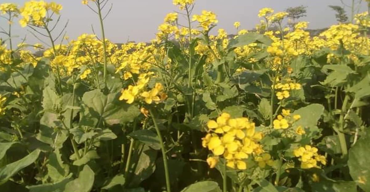 শ্রীনগরে সরিষা চাষে স্বপ্ন বুনছে কৃষক