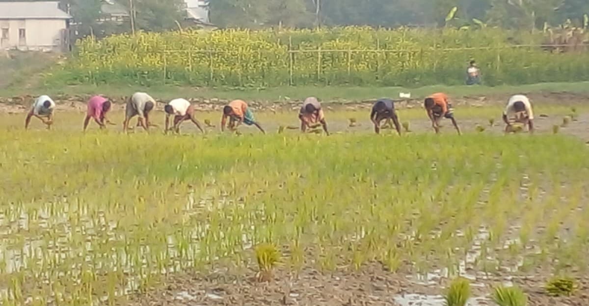 শ্রীনগরে জমিতে ধানের চারা রোপণে ব্যস্ত কৃষক