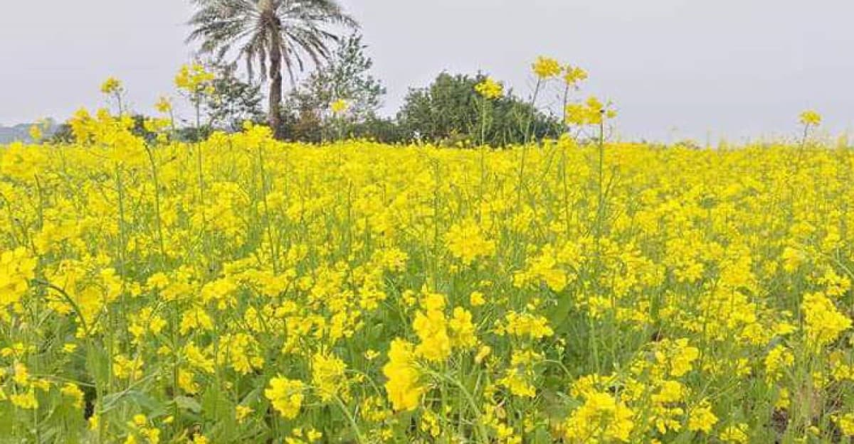 তালতলীতে সরিষা চাষ বেড়েছে তিনগুণ