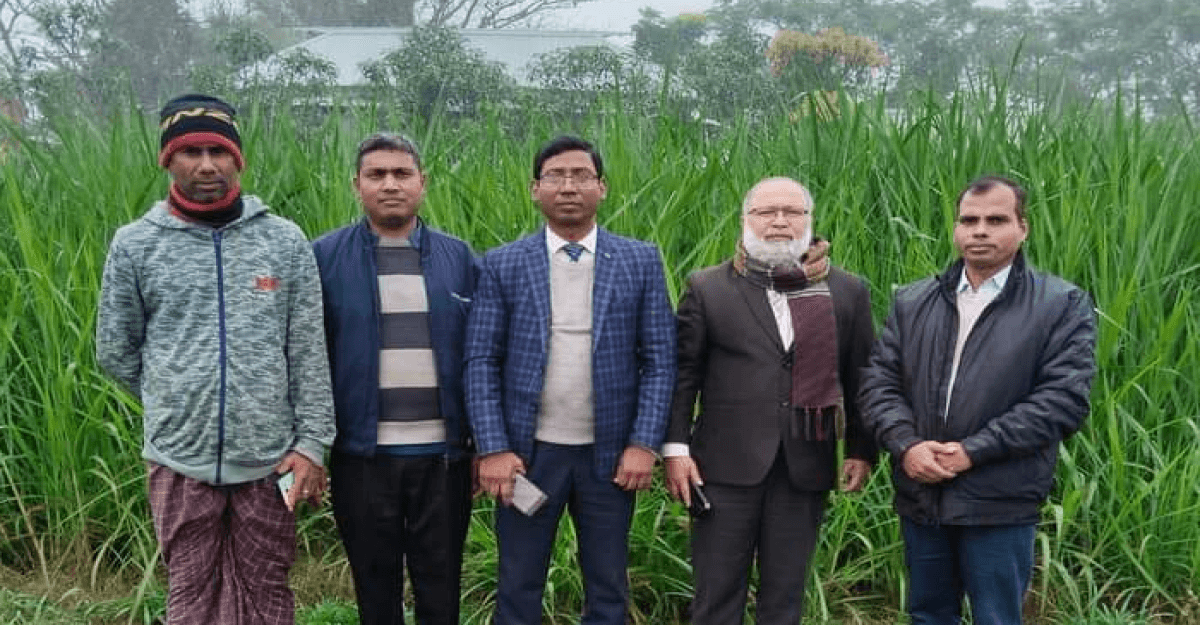 ফরিদপুরে উন্নত জাতের ঘাস চাষ প্রকল্প পরিদর্শন