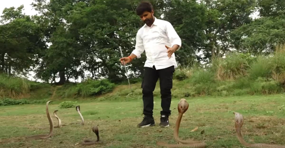 নাম ধরে ডাক দিলেই সামনে উপস্থিত হয়ে যায় সাপের দল