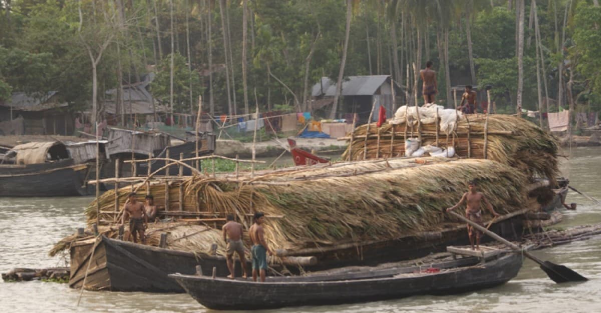 সুন্দরবনে গোলপাতা আহরণ মৌসুম শুরু