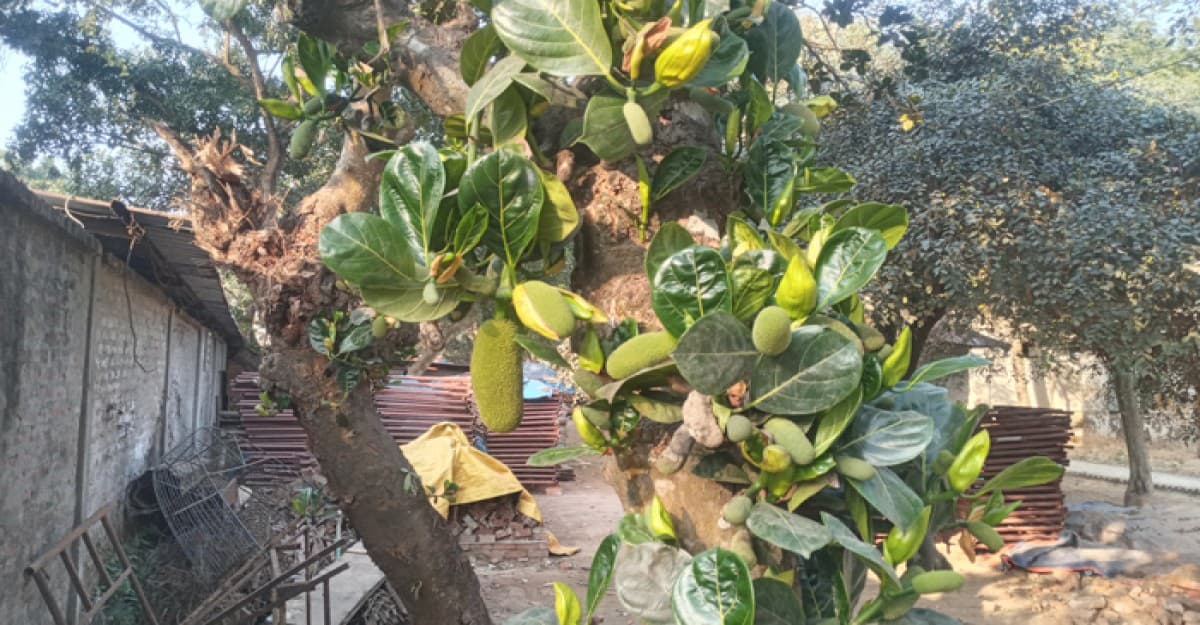 শ্রীপুরে কাঁঠালের গাছে গাছে মুচিতে ভরপুর