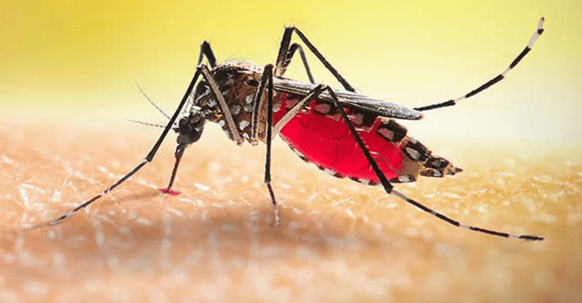 একদিনে ডেঙ্গুতে একজনের মৃত্যু, হাসপাতালে ভর্তি ১১