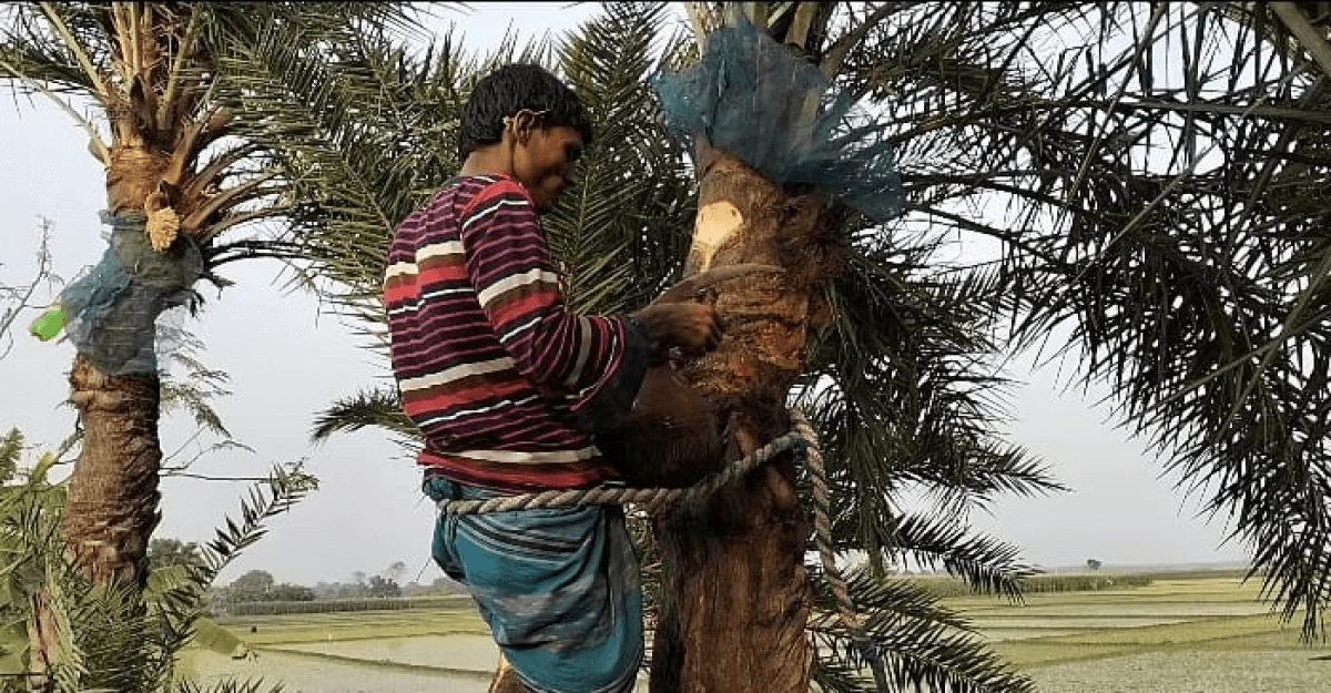 চুয়াডাঙ্গায় খেজুরে রস ও গুড় তৈরিতে ব্যস্ত সময় পার করছে গাছিরা