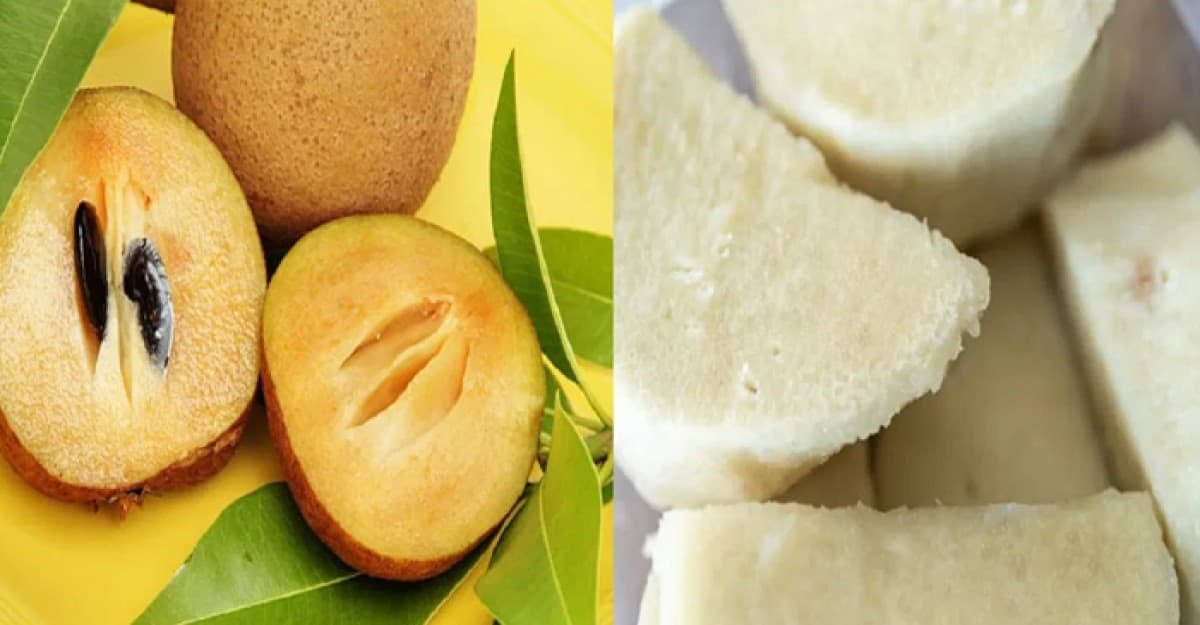 জেনে নিন সবেদা-শাঁকালুর বিশেষ উপকারিতা
