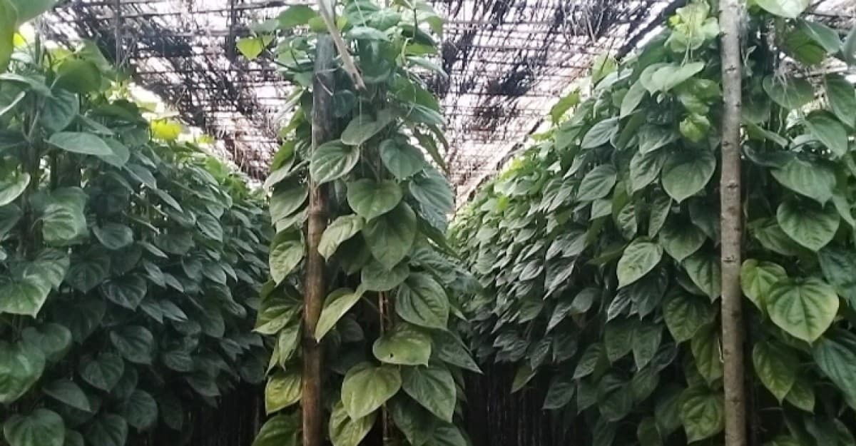 চুয়াডাঙ্গায় পান চাষ করে লাভবান হচ্ছে কৃষকেরা