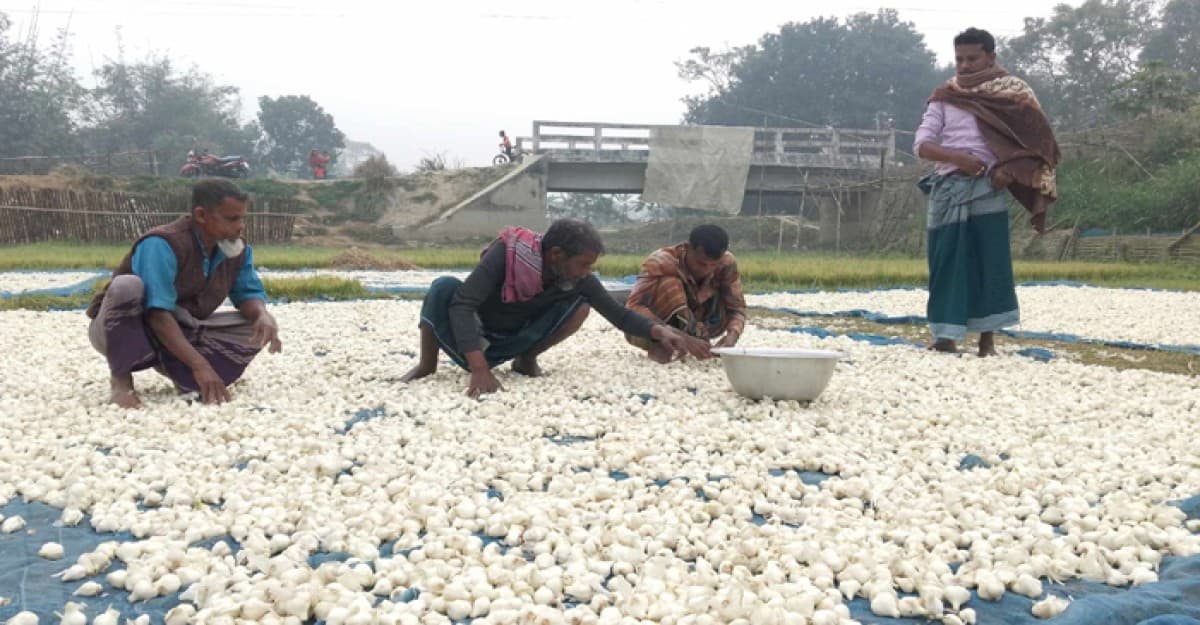 রাজবাড়ীর গোয়ালন্দে রসুনের বাম্পার ফলন
