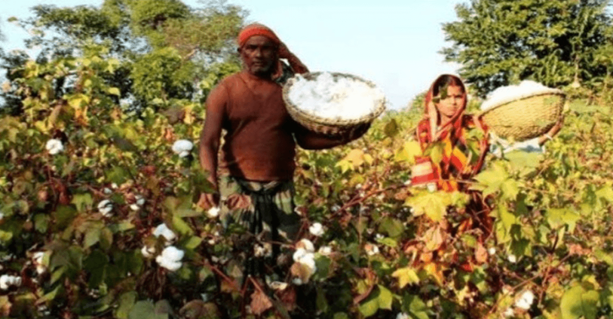 কুষ্টিয়ায় তুলা চাষের আগ্রহ বাড়ছে