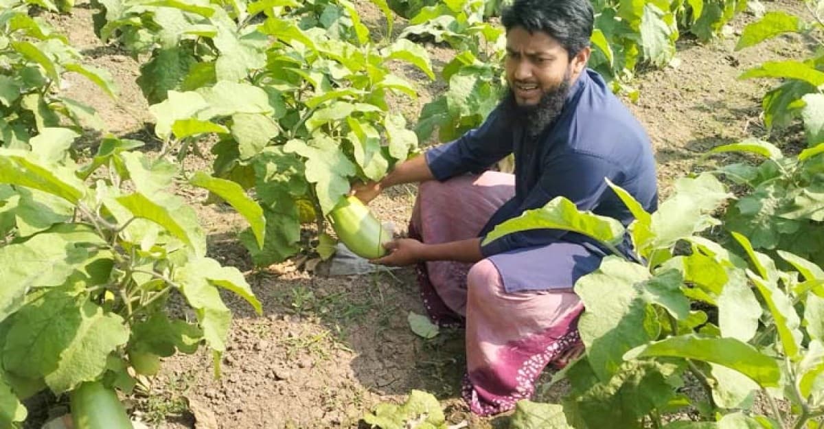 বেগুন চাষে স্বাবলম্বী ভাঙ্গার সম্রাট মাতব্বর