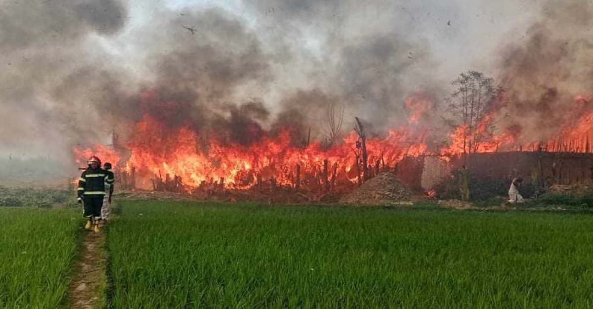 ভেড়ামারায় আগুনে পুড়লো ৪ হাজার বিঘা পানের বরজ