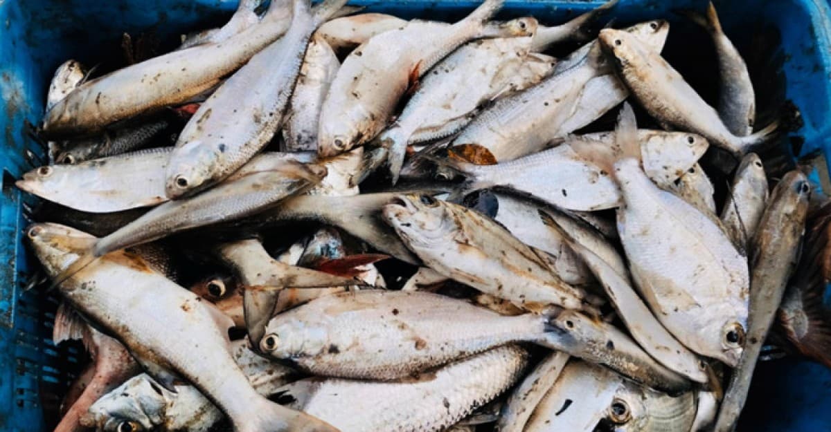 নোয়াখালীতে পুকুরে মিলল ৯ কেজি ইলিশ