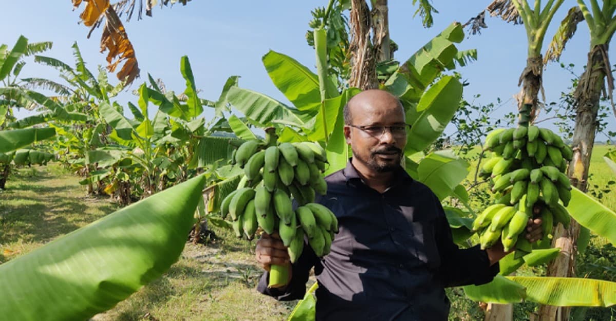 লবণাক্ত যায়গায় কলা চাষ করে তাক লাগিয়েছেন ইয়াকুব খান