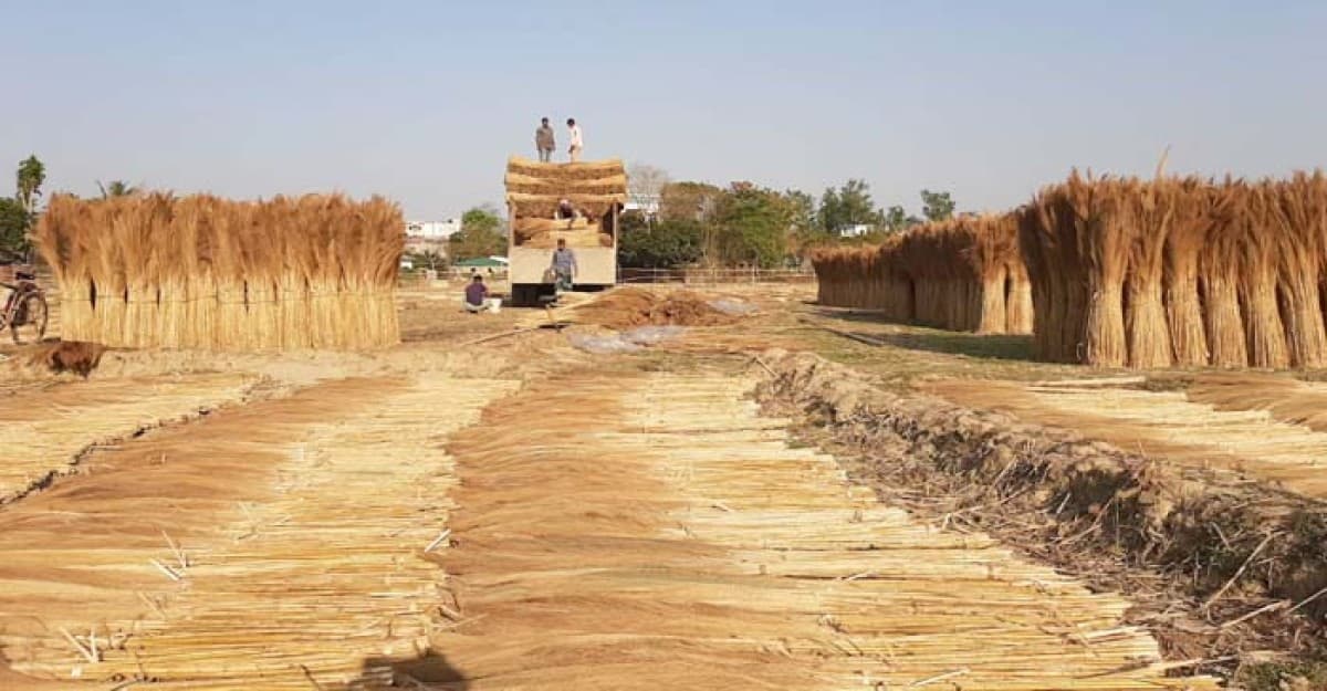 উলু ফুলে স্বপ্ন পুরন পাহাড়ের মানুষের