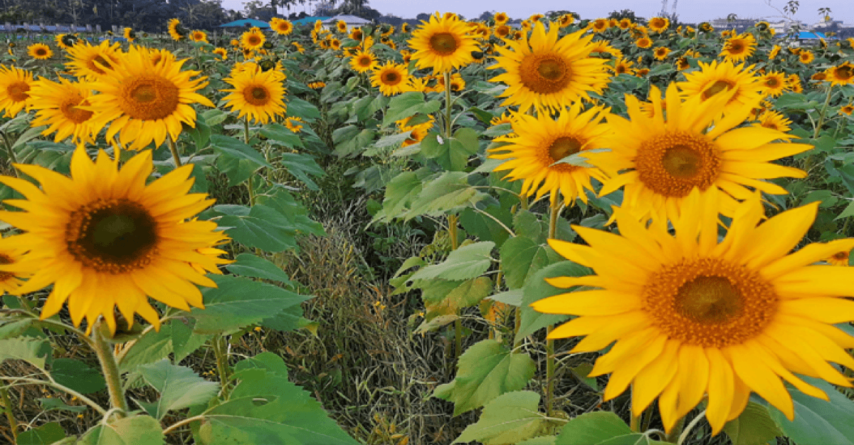 সূর্যমুখী ফুল চাষে ভাগ্য বদলের স্বপ্ন