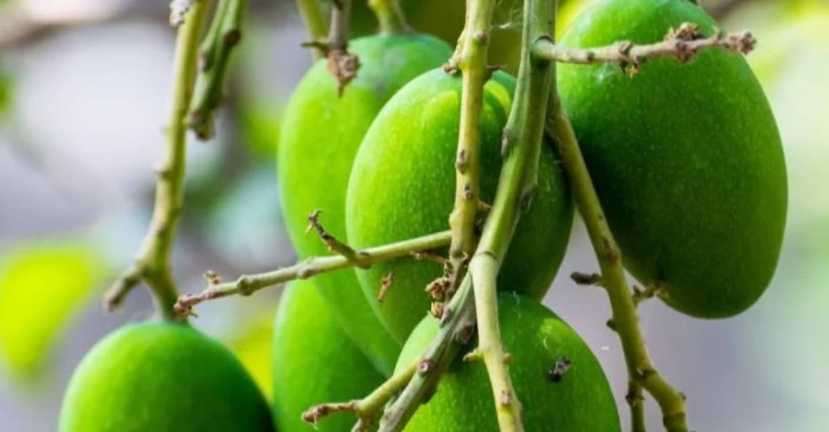 কাঁচা আম শরীরের জন্য কতটুকু গুরুত্বপূর্ণ?