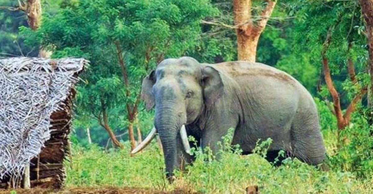 শেরপুরে বন্যহাতি তাড়াতে গিয়ে কৃষকের মৃত্যু