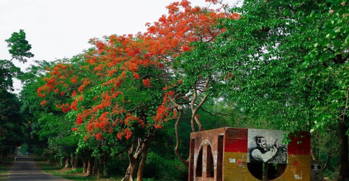 কৃষ্ণচূড়ায় রঙিন জাবি ক্যাম্পাস