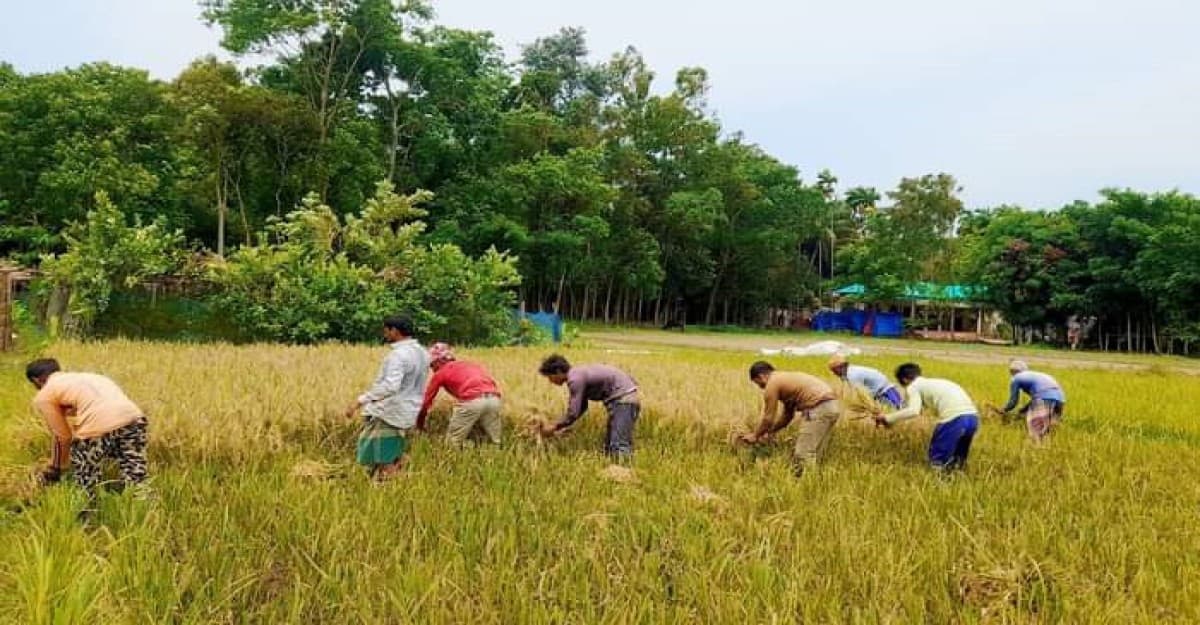 কুড়িগ্রামে তীব্র তাপদাহে ধান কাটতে গিয়ে দিনমজুরের মৃত্যু