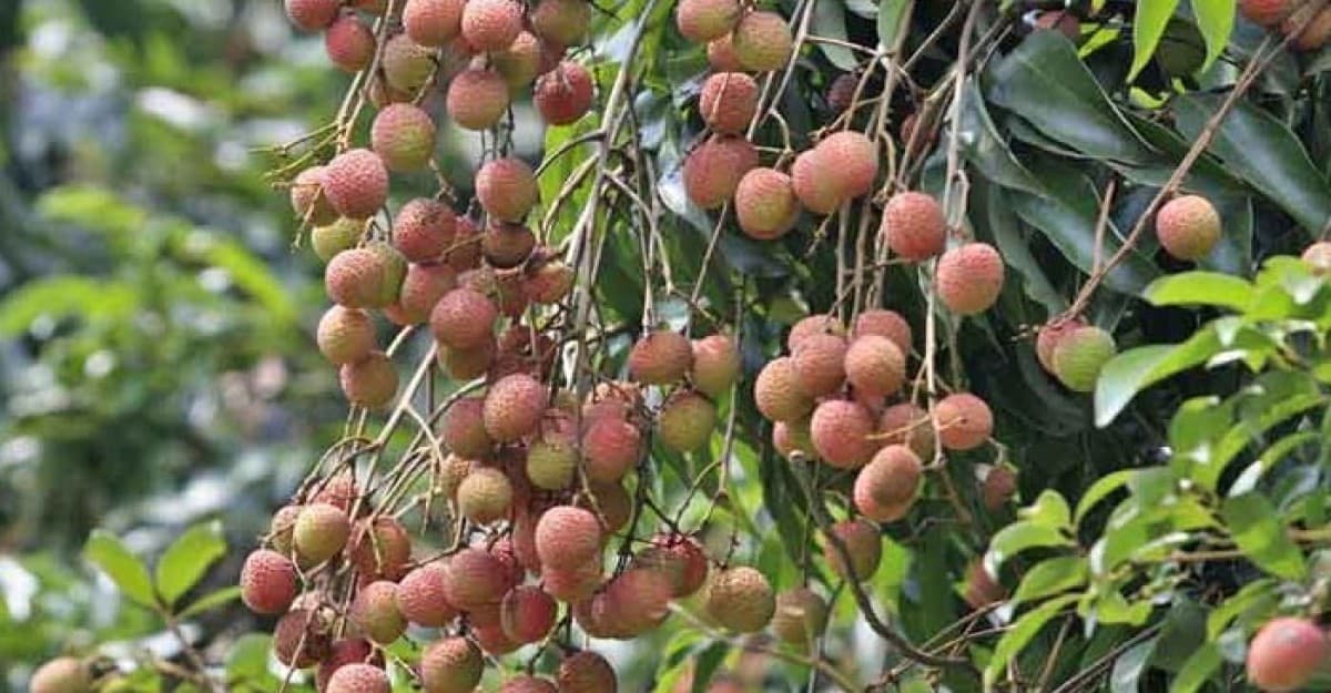 গাজীপুরে তীব্র তাপদাহে দেশীয় চায়না-৩ লিচু ঝরে পড়ছে