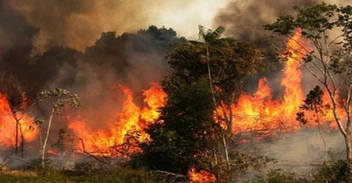 আগুন নেভাতে পারেনি ফায়ার সার্ভিস, রাতভর জ্বলবে সুন্দরবন