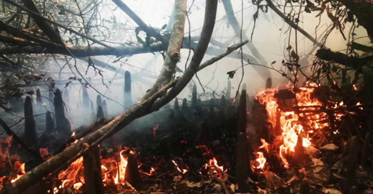 সুন্দরবনের আগুন নেভানোর কাজ শুরু
