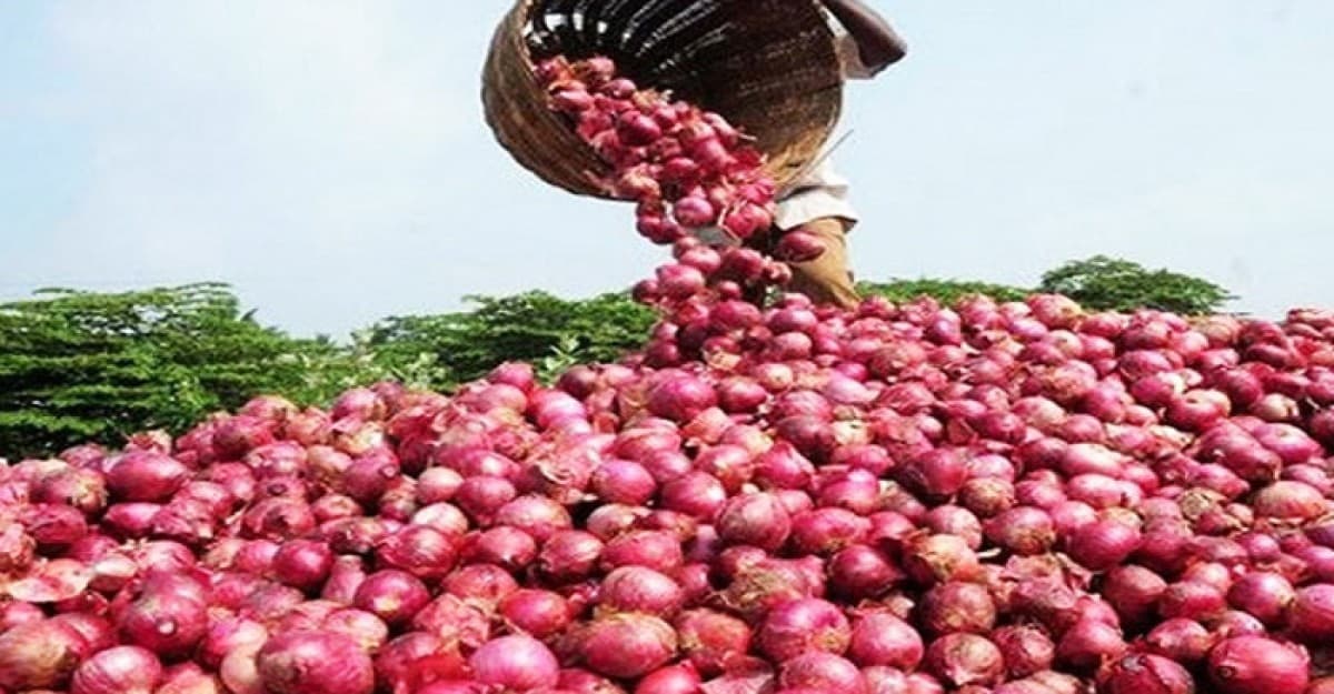 কমল দেশি পেঁয়াজের দাম