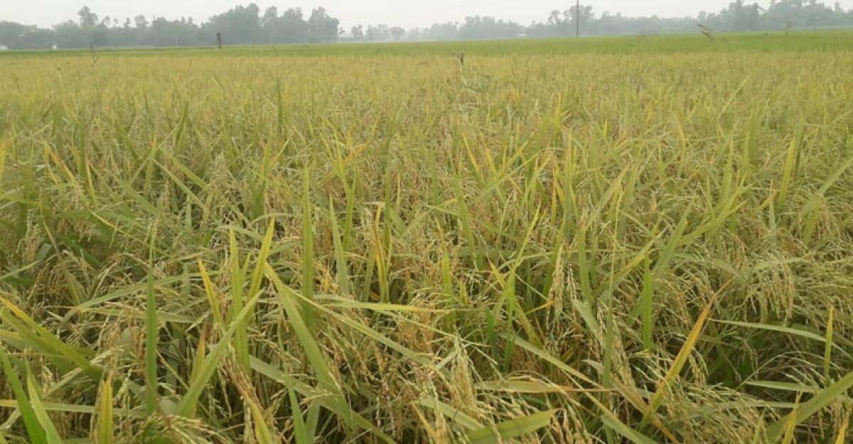 গাইবান্ধায় এবার ইরি-বোরো ধানের বাম্পার ফলন