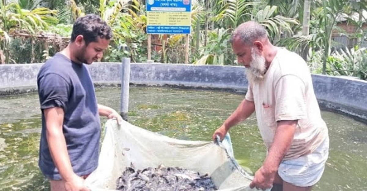 কুড়িগ্রামে বাড়ির উঠানে মাছ চাষ ওসমান গনির