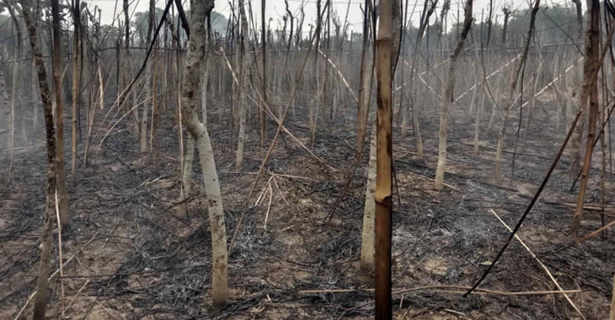 বড়াইগ্রামের আগুনে পুড়লো ৫০ বিঘা পানের বরজ