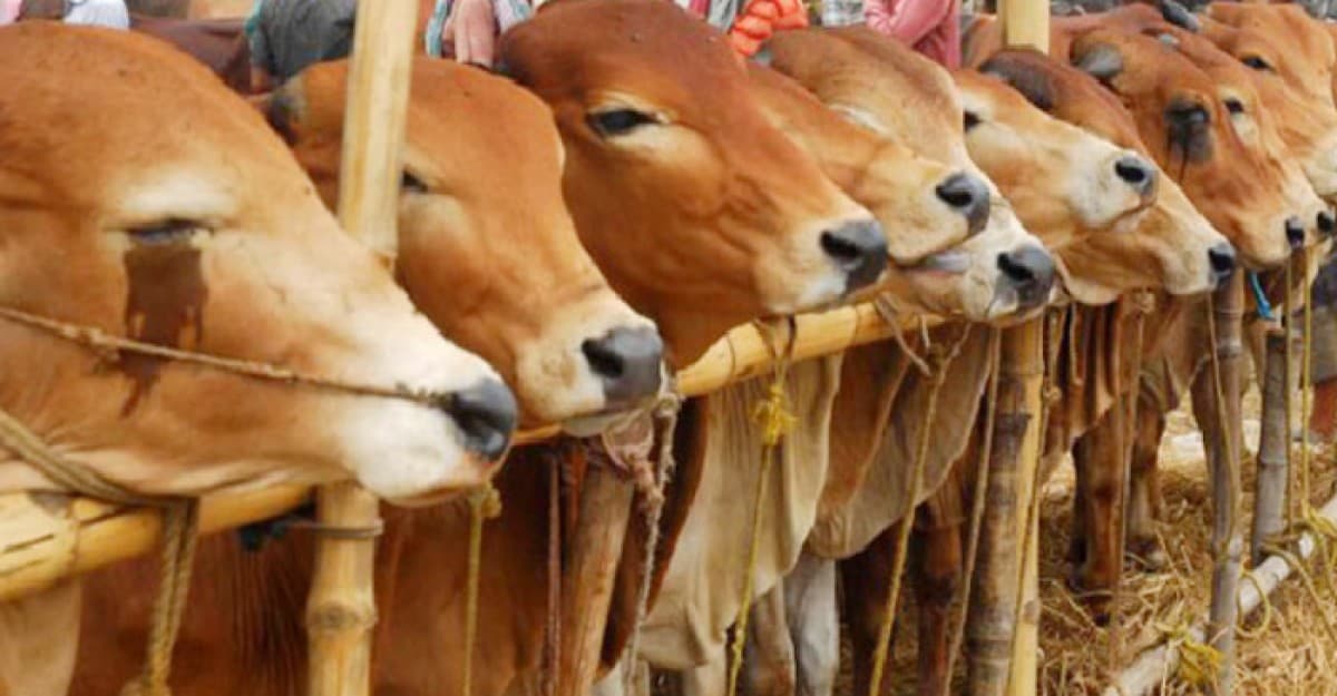 অসুস্থ প্রাণী জবাই করে খাওয়া হালাল না হারাম?