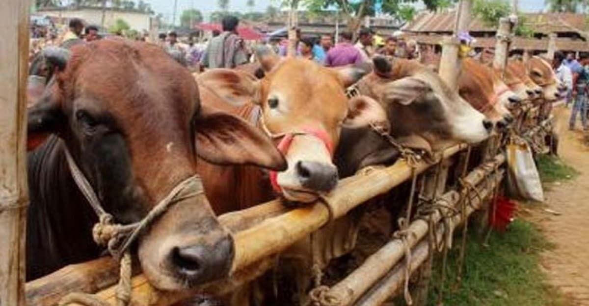 আসন্ন কোরবাণীর ঈদে চাহিদার চেয়ে পশু বেশি