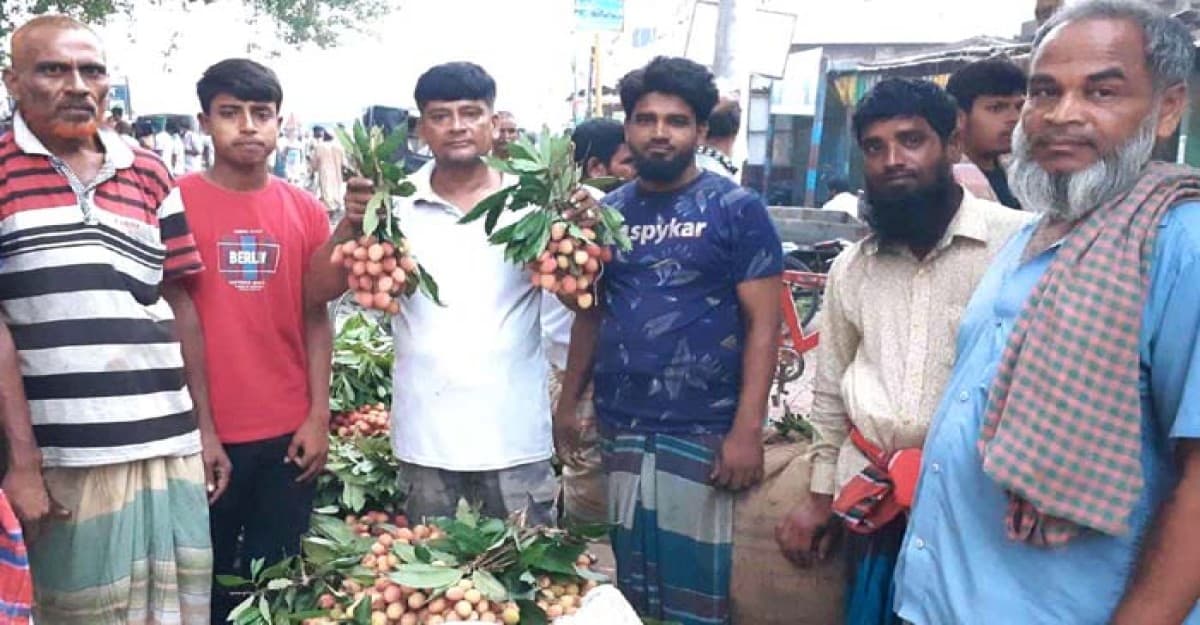 ফলন বিপর্যয়ে দাম দ্বিগুণ বৃদ্ধি, শঙ্কায় পাবনার লিচু চাষিরা