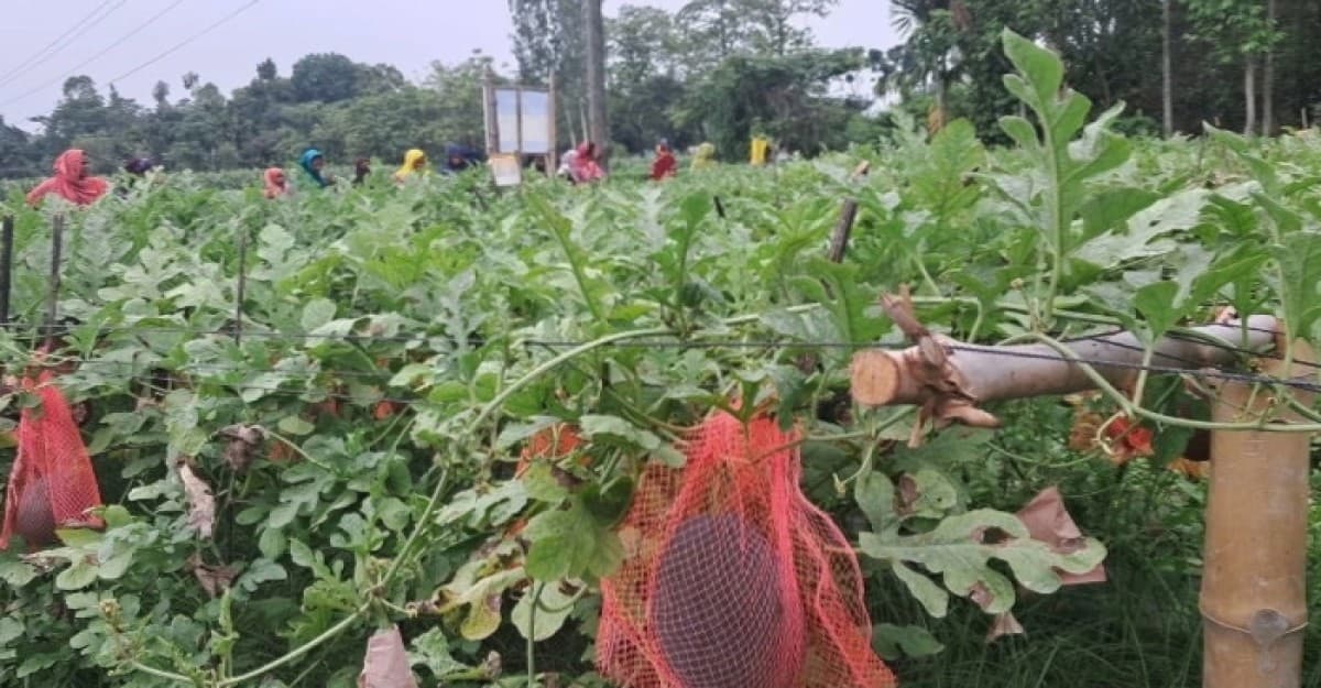 কুড়িগ্রামে বেবী তরমুজ চাষে মাসে আয় অর্ধ লাখ